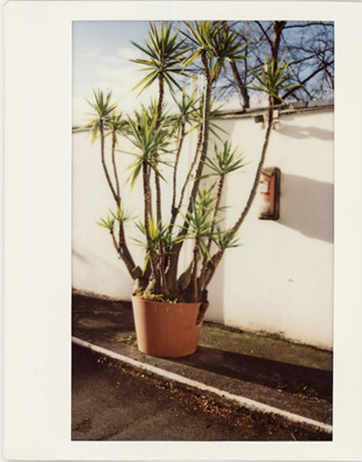 Palme